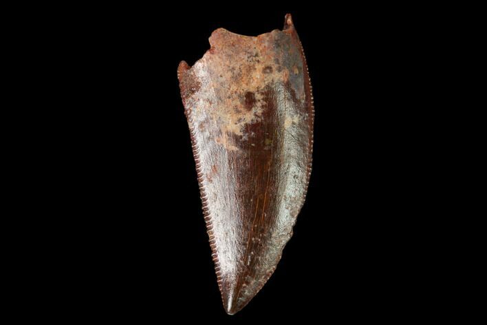 Serrated, Raptor Tooth - Real Dinosaur Tooth #159023